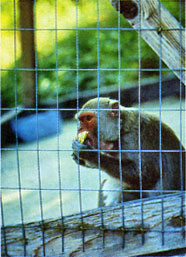
The rhesus monkey is a permanent ward of AWRS.

